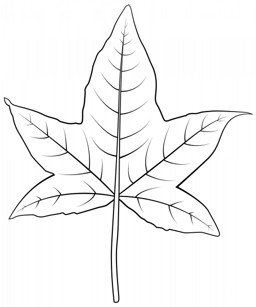 Sweetgum Leaf coloring page image