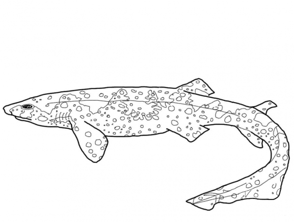 Swell shark coloring page image