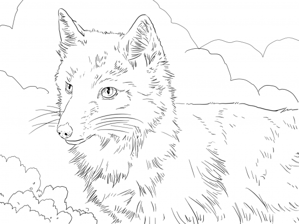 Swift Fox Portrait coloring page image