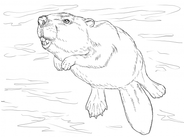 Swimming Beaver coloring page image