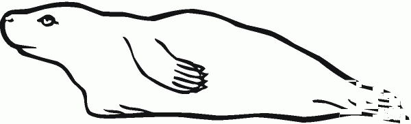 Swimming seal coloring page image