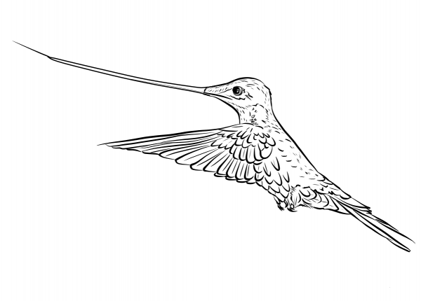 Sword-billed Hummingbird  coloring page image