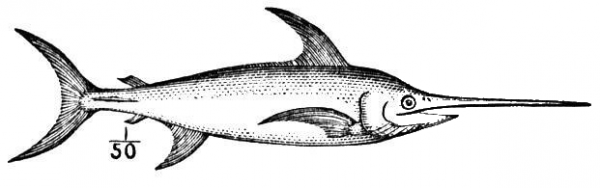 Swordfish 2 coloring page image