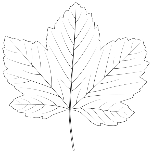 Sycamore Maple Leaf coloring page - ColouringPages