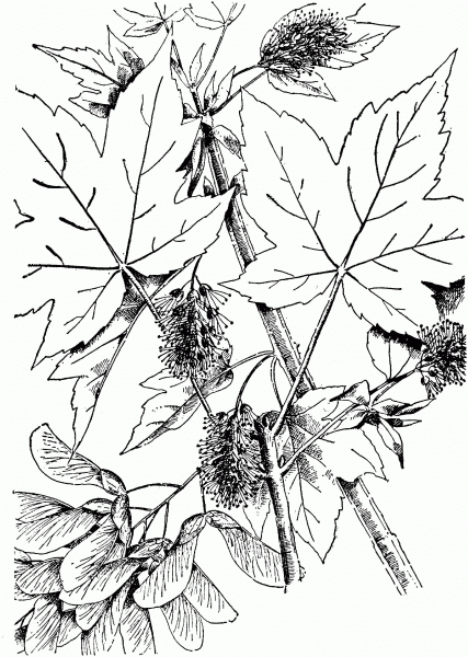 Sycamore Maple Leaves coloring page image