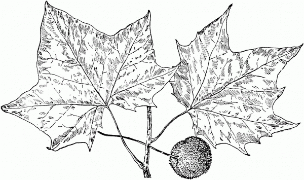 Sycamore Tree Leaves coloring page image