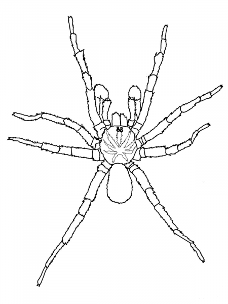 Sydney Brown Trapdoor Spider coloring page image