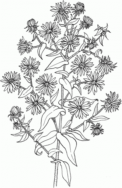 Symphyotrichum Novae Angliae or New England Aster coloring page image