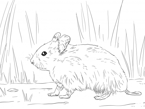 Syrian Hamster coloring page image