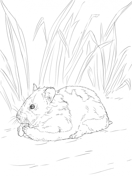 Syrian Hamster eating nut coloring page image