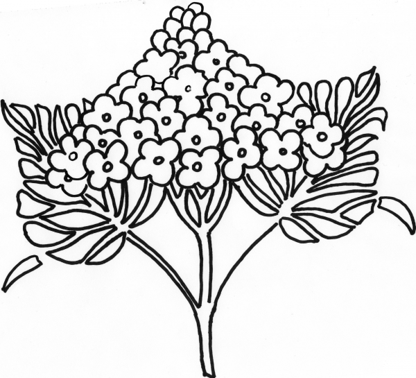 Syringa Lilac Flower  coloring page image