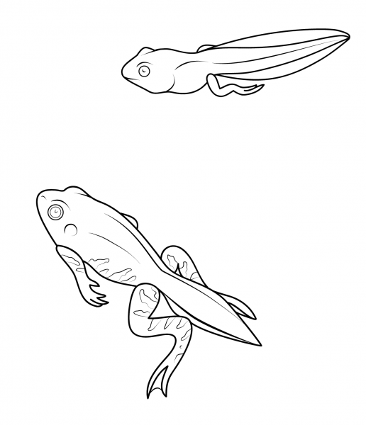 Tadpole and Froglet coloring page image