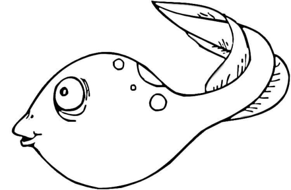 Tadpole  coloring page image