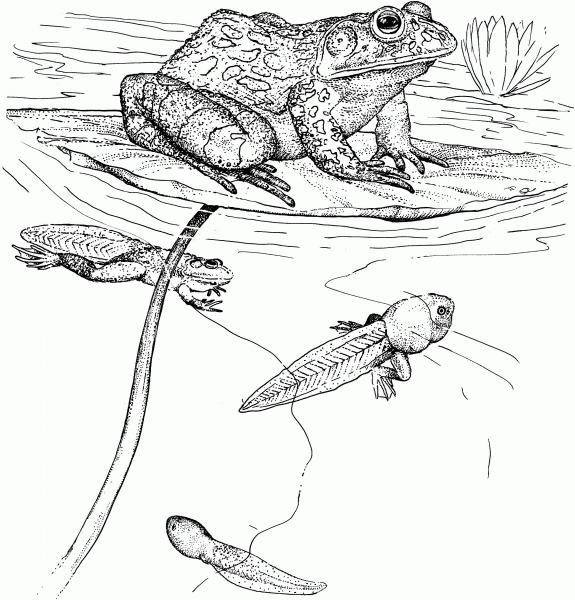 Tadpoles and Bullfrog coloring page image