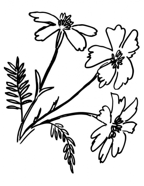 Tagetes Marigolds  coloring page image
