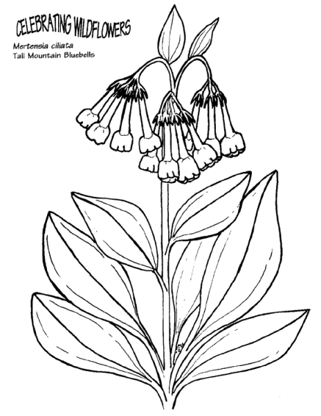Tall Mountain Bluebells coloring page image