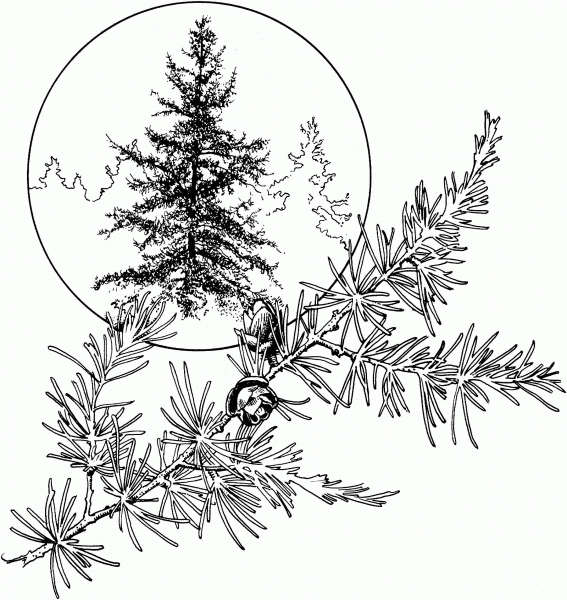 Tamarack or Hackmatack or American Larch coloring page image