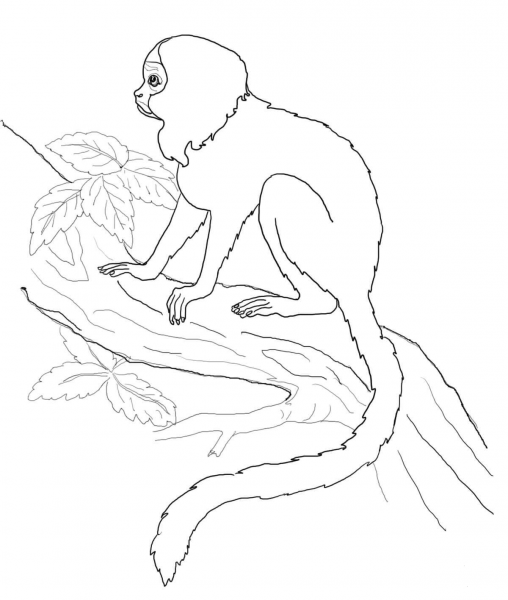 Tamarin Monkey coloring page image
