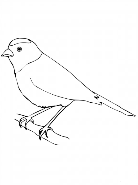 Tanager coloring page image