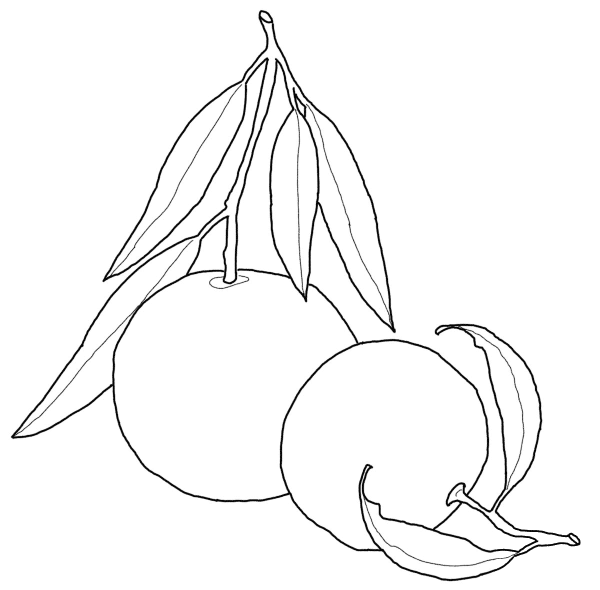 Tangerine coloring page image