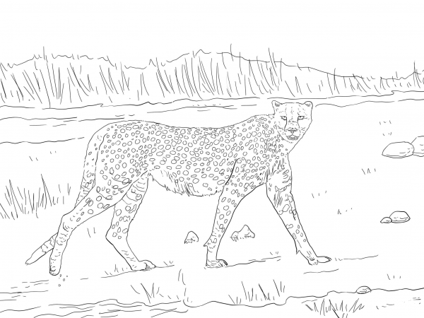 Tanzanian Cheetah coloring page image