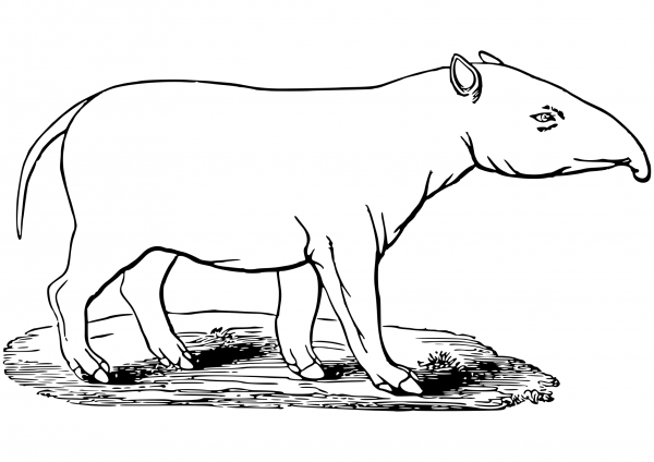 Tapir coloring page image