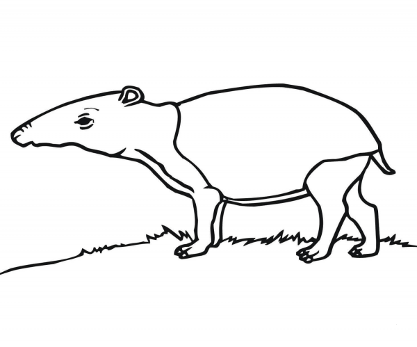 Tapir coloring page image