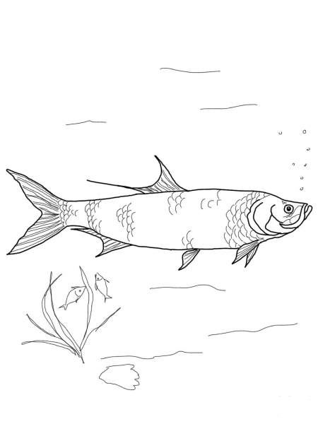 Tarpon coloring page image