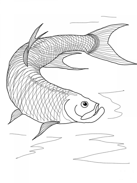 Tarpon Fish coloring page image