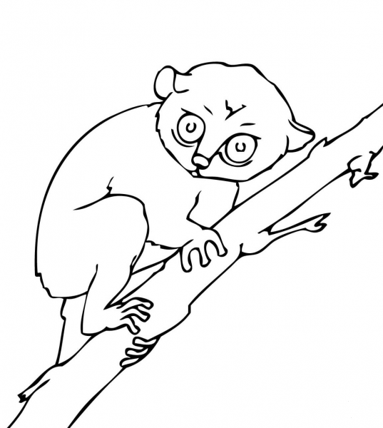 Tarsier coloring page image