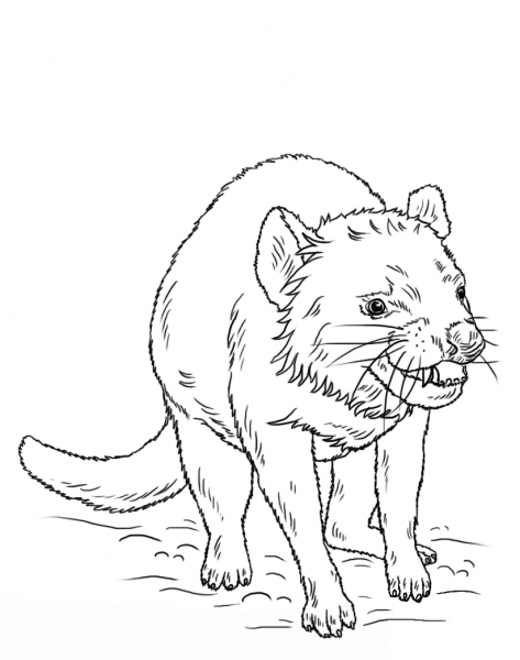Tasmanian Devil coloring page image