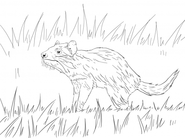 Tasmanian Devil coloring page image