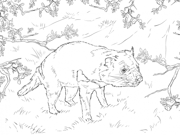 Tasmanian Devil coloring page image