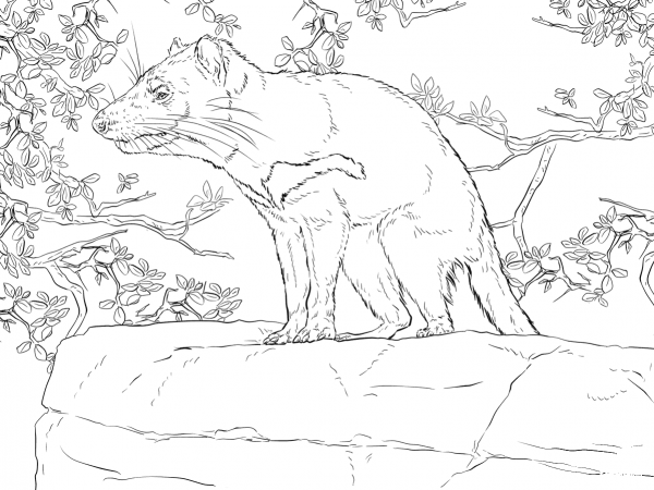 Tasmanian Devil – marsupial from Australia coloring page image
