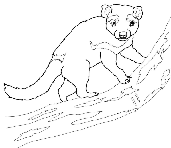 Tasmanian Devil on a Tree coloring page image