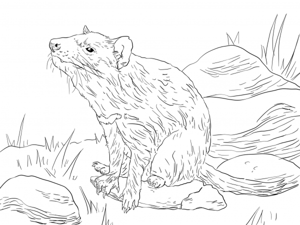 Tasmanian Devil Sitting coloring page image