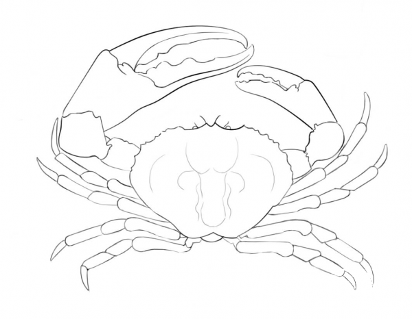 Tasmanian Giant Crab coloring page image