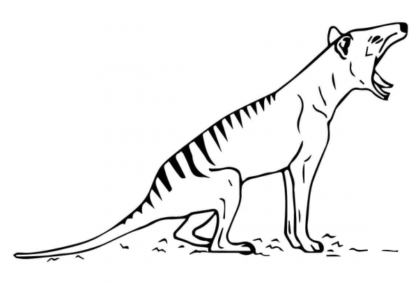 Tasmanian Tiger Thylacine coloring page image