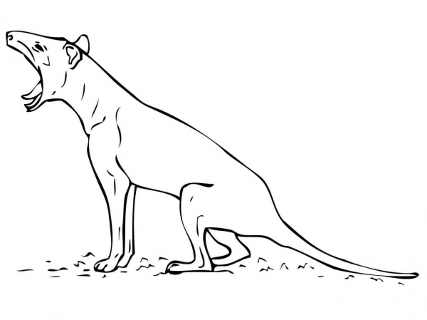 Tasmanian Tiger Wihtout Stripes coloring page image