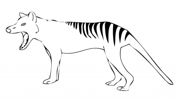 Tasmanian Tiger Yawn coloring page image