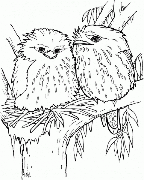 Tawny Frogmouth coloring page image