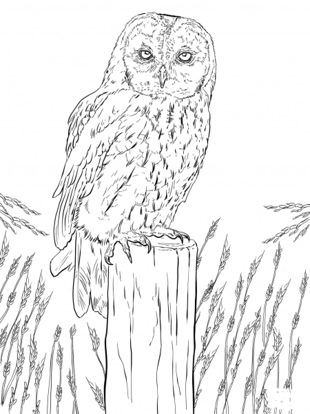 Tawny Owl coloring page image