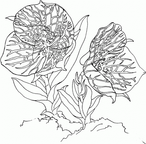 Telipogon Croesus Orchid coloring page image