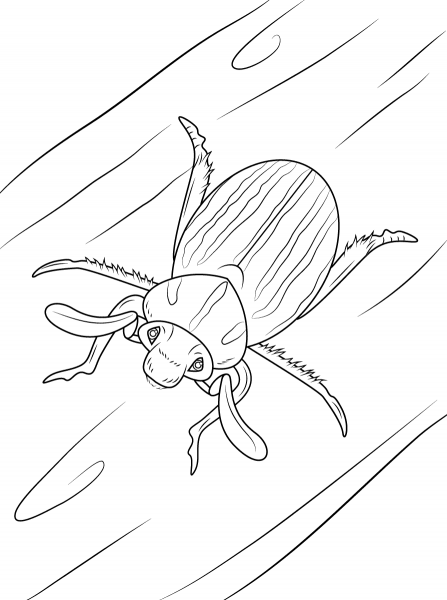 Ten Lined June Beetle coloring page image