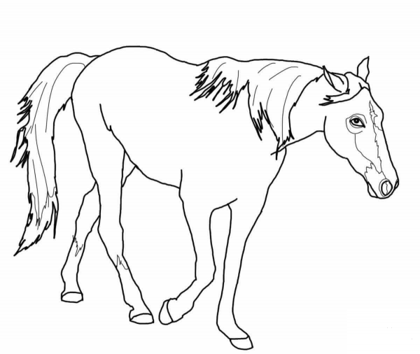 Tennessee Walking Horse coloring page image