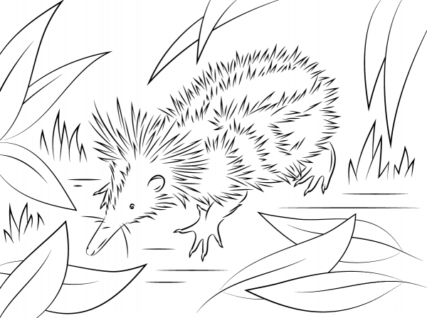 Tenrec coloring page image