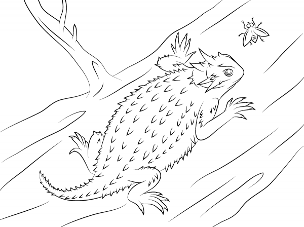 Texas Horned Lizard coloring page image