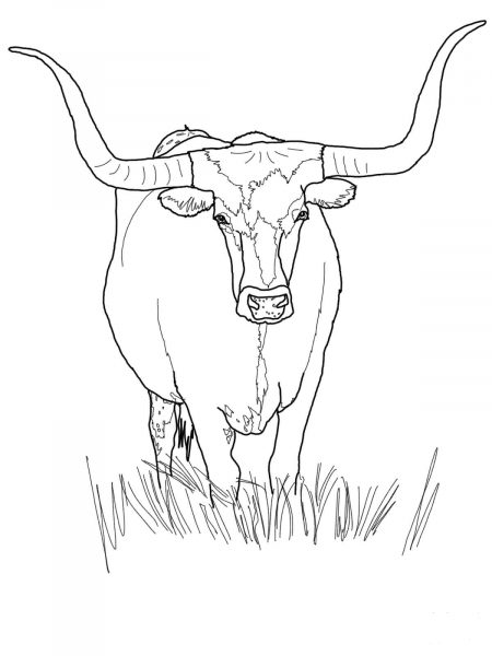 Texas Longhorn Cattle coloring page image