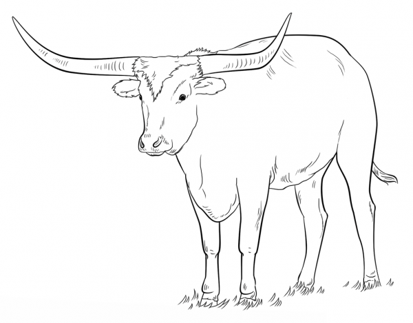 Texas Longhorn coloring page image