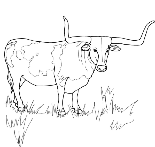 Texas Longhorn Steer coloring page image